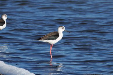 Pisila čáponohá (Himantopus himantopus) Pisila čáponohá (Himantopus himantopus)