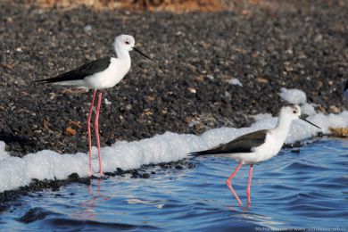 Pisila čáponohá (Himantopus himantopus) Pisila čáponohá (Himantopus himantopus)