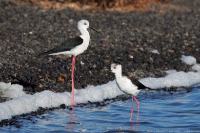 Pisila čáponohá (Himantopus himantopus) Pisila čáponohá (Himantopus himantopus)