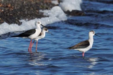 Pisila čáponohá (Himantopus himantopus) Pisila čáponohá (Himantopus himantopus)