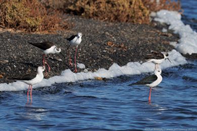 Pisila čáponohá (Himantopus himantopus) Pisila čáponohá (Himantopus himantopus)