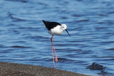 Pisila čáponohá (Himantopus himantopus) Pisila čáponohá (Himantopus himantopus)