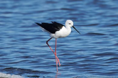 Pisila čáponohá (Himantopus himantopus) Pisila čáponohá (Himantopus himantopus)