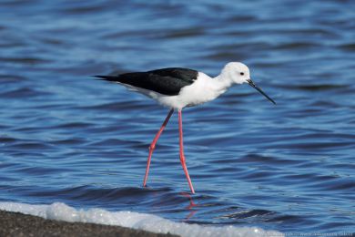 Pisila čáponohá (Himantopus himantopus) Pisila čáponohá (Himantopus himantopus)