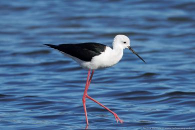 Pisila čáponohá (Himantopus himantopus) Pisila čáponohá (Himantopus himantopus)