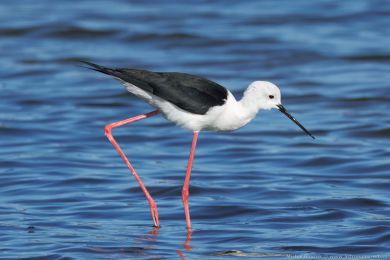 Pisila čáponohá (Himantopus himantopus) Pisila čáponohá (Himantopus himantopus)