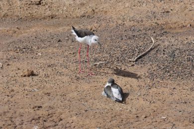Pisila �&aacute;ponoh&aacute; (Himantopus himantopus)