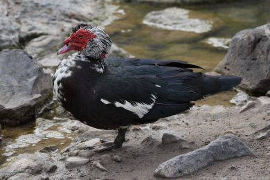 Pi�movka americk&aacute; (Cairina moschata)