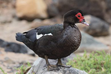 Pi�movka americk&aacute; (Cairina moschata)