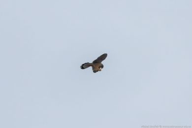 Poštolka obecná (Falco tinnunculus)