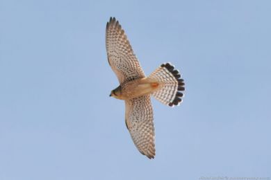 Poštolka obecná (Falco tinnunculus)