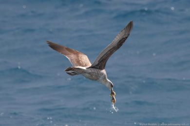 Racek stedomoský (Larus michahellis)