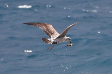 Racek stedomoský (Larus michahellis)