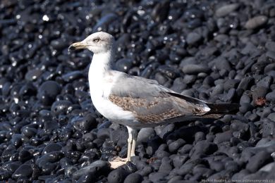 Racek stedomoský (Larus michahellis)