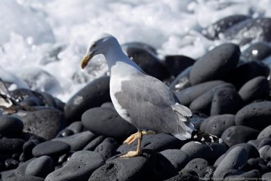 Racek stedomoský (Larus michahellis)