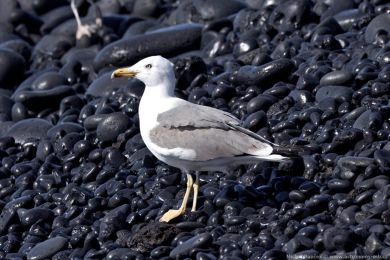 Racek stedomoský (Larus michahellis)
