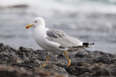 Racek st�edomo�sk&yacute; (Larus michahellis)
