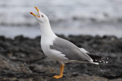 Racek st�edomo�sk&yacute; (Larus michahellis)