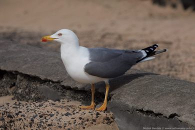 Racek lutonohý (Larus fuscus)