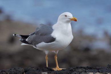 Racek lutonohý (Larus fuscus)