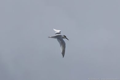 Rybák severní (Thalasseus sandvicensis)