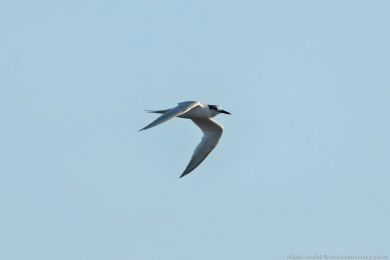 Rybák severní (Thalasseus sandvicensis)