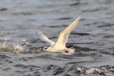 Ryb&aacute;k severn&iacute; (Thalasseus sandvicensis)