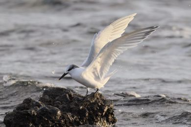 Ryb&aacute;k severn&iacute; (Thalasseus sandvicensis)