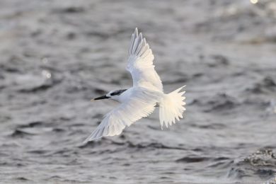 Ryb&aacute;k severn&iacute; (Thalasseus sandvicensis)