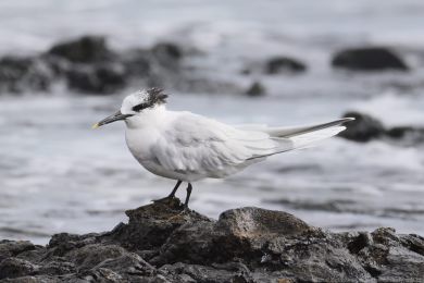 Ryb&aacute;k severn&iacute; (Thalasseus sandvicensis)