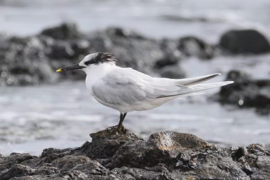 Ryb&aacute;k severn&iacute; (Thalasseus sandvicensis)