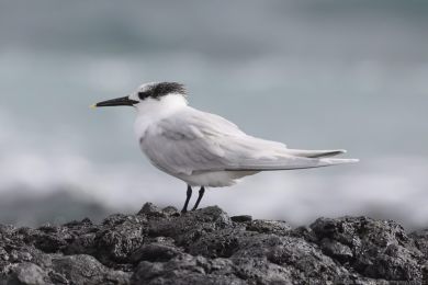 Ryb&aacute;k severn&iacute; (Thalasseus sandvicensis)