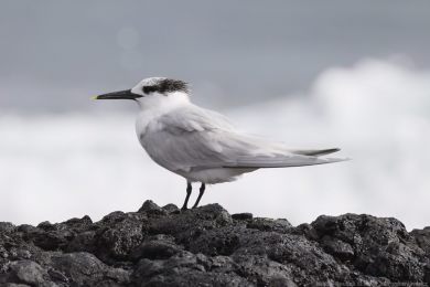 Ryb&aacute;k severn&iacute; (Thalasseus sandvicensis)