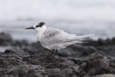 Ryb&aacute;k severn&iacute; (Thalasseus sandvicensis)