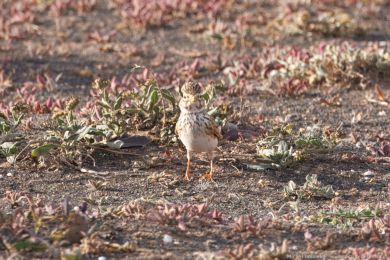 Skivánek menší (Alaudala rufescens)