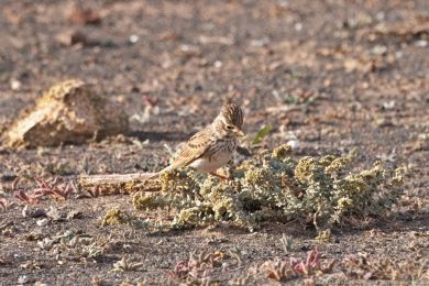 Skivánek menší (Alaudala rufescens)