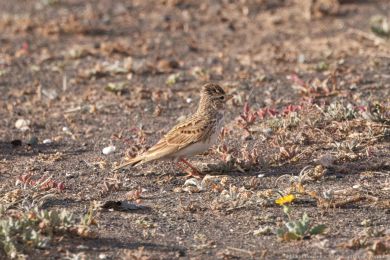 Skivánek menší (Alaudala rufescens)