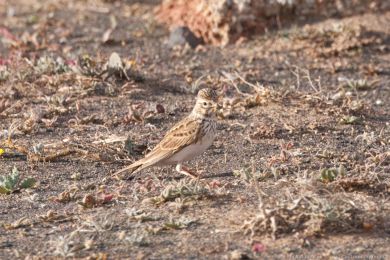 Skivánek menší (Alaudala rufescens)