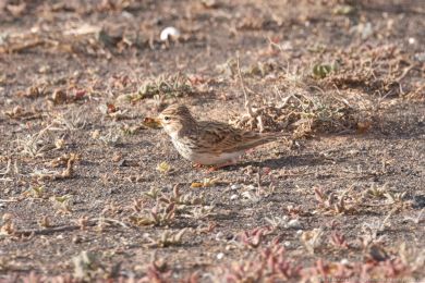 Skivánek menší (Alaudala rufescens)