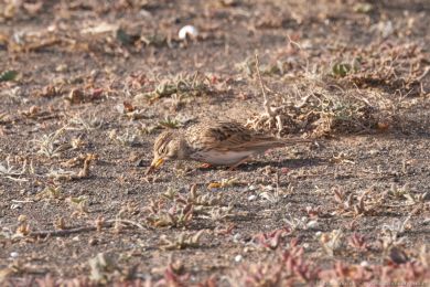 Skivánek menší (Alaudala rufescens)