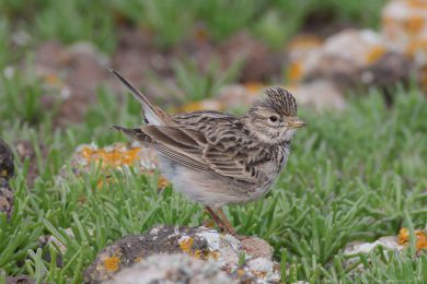 Sk�iv&aacute;nek men&scaron;&iacute; (Alaudala rufescens)