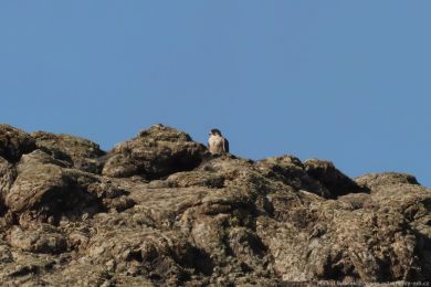 Sokol sthovavý (Falco peregrinus)