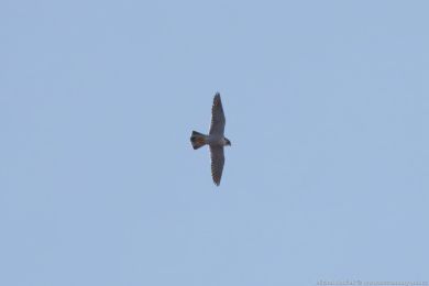 Sokol sthovavý (Falco peregrinus)