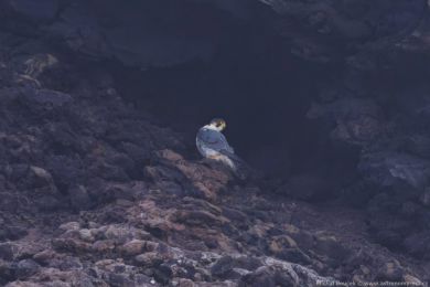 Sokol sthovavý (Falco peregrinus)