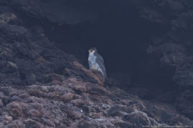 Sokol sthovavý (Falco peregrinus)