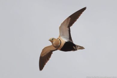 Stepokur písečný (Pterocles orientalis) Stepokur písečný (Pterocles orientalis)