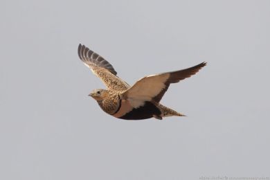 Stepokur písečný (Pterocles orientalis) Stepokur písečný (Pterocles orientalis)