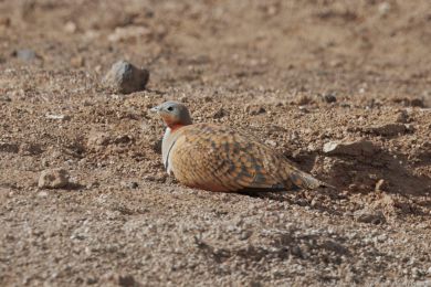 Stepokur písečný (Pterocles orientalis) Stepokur písečný (Pterocles orientalis)