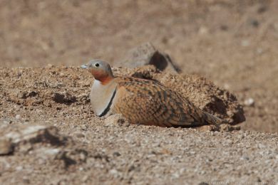 Stepokur písečný (Pterocles orientalis) Stepokur písečný (Pterocles orientalis)