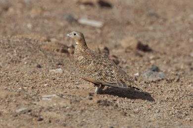 Stepokur písečný (Pterocles orientalis) Stepokur písečný (Pterocles orientalis)